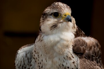 A hybrid of a Peregrine Falcon and a Saker Falcon.