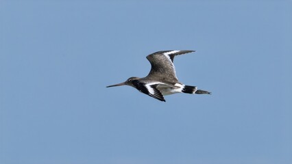 Aguja colinegra, Limosa limosa, ave, cádiz, animal, naturaleza, pico, fauna