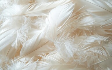 close up white fluffy airy gentle smooth feathers abstract pattern texture