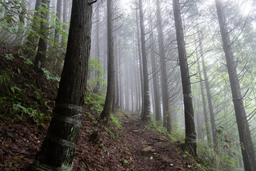 霧の森の中を歩く	