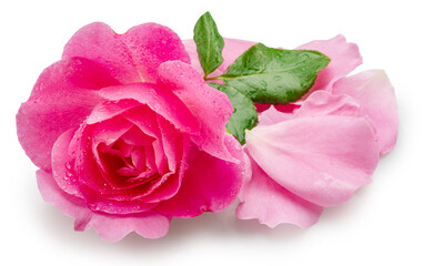 Opened pink rose or Bulgarian rose covered with water drops and some petals near it on pink...