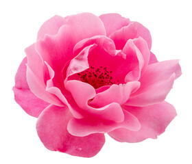 Opened pink rose or Bulgarian rose on white background. File contains clipping path.