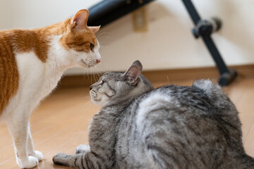 にらみ合う二匹の猫