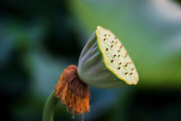 Close-Up of Vibrant Lotus Seed Pod