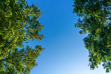 Lush Green Trees Framing a Clear Blue Sky