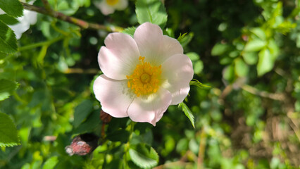 blooming bush of wild roses in sunlight