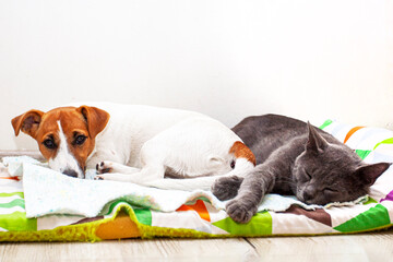 cute puppy jack russell terrier lies next to a gray cat on a bed