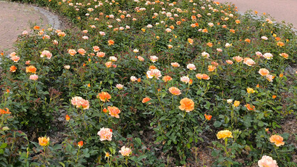 colorful blooming roses in the garden and park in springtime