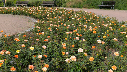 colorful blooming roses in the garden and park in springtime