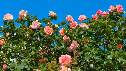 colorful blooming roses in the garden and park in springtime