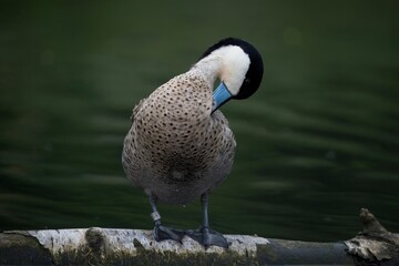 The Puna Teal (Spatula puna).