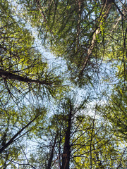 Captivating View of a Lush Forest Canopy Under Clear Blue Sky