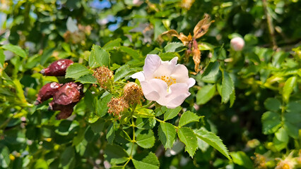 blooming bush of wild roses in sunlight