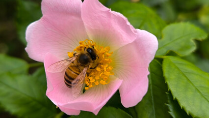 blooming bush of wild roses in sunlight