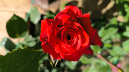 colorful blooming roses in the garden and park in springtime
