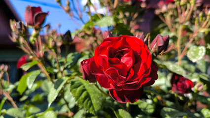blooming red tree roses bush growing in the garden