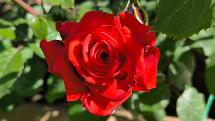 colorful blooming roses in the garden and park in springtime