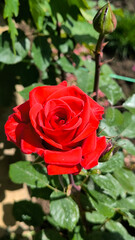 colorful blooming roses in the garden and park in springtime