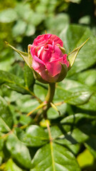 colorful blooming roses in the garden and park in springtime