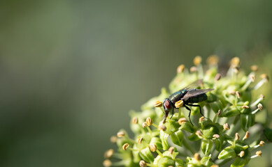 Close-up of a fly sitting on the flowers of wild ivy. The compound eyes can be seen on the fly. The background is green, with space for text.