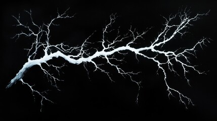 White branch on black background.