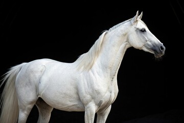 A stunning white horse stands out against a stark black backdrop, its beauty and elegance on full display, equine, white horse