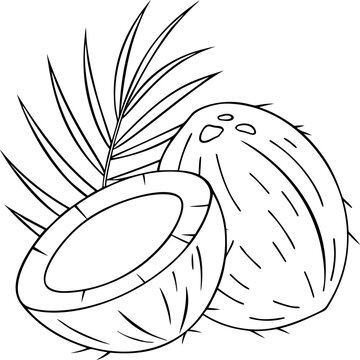 black and white coconuts with palm leaf clip art preview