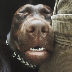 Sleeping dog smiling cute chocolate Labrador 