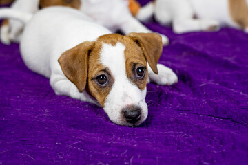 beautiful female puppy with a heart-shaped spot on her face lies on a purple background. Caring for pets and puppies