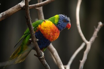 The colourful Rainbow Lorikeet (Trichoglossus moluccanus)