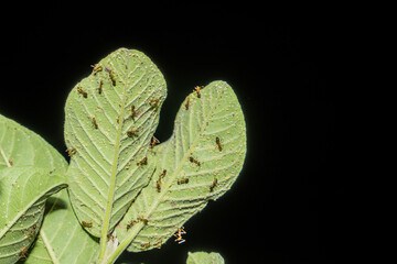bottom view of guava leaf with a group of ants on a black background with empty space for advertising, a group of ants behind a guava leaf.