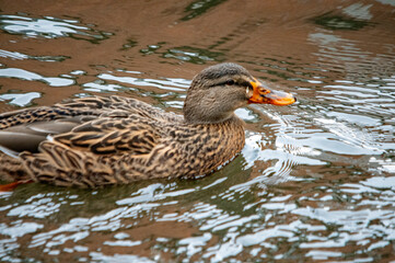 Stockentenweibchen schwimmt im Wasser
