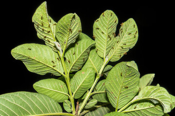 bottom view of guava leaf with a group of ants on a black background with empty space for...