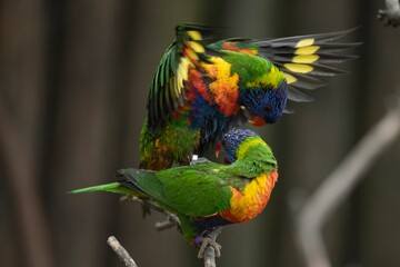 The colourful Rainbow Lorikeet (Trichoglossus moluccanus)