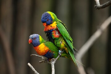 The colourful Rainbow Lorikeet (Trichoglossus moluccanus)
