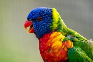 The colourful Rainbow Lorikeet (Trichoglossus moluccanus)