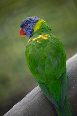 The colourful Rainbow Lorikeet (Trichoglossus moluccanus)