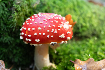 Fly agaric mushroom, Amanita muscaria, in the New Forest