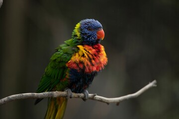 Obraz premium The colourful Rainbow Lorikeet (Trichoglossus moluccanus)
