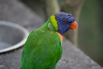 The colourful Rainbow Lorikeet (Trichoglossus moluccanus)
