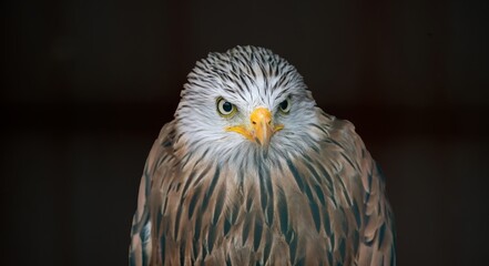 The Red Kite (Milvus milvus).