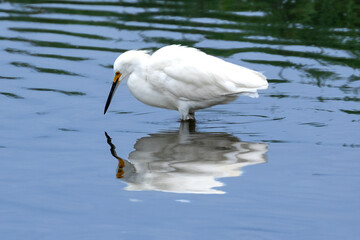 Snowy egret (Egretta thula) fishing in wetlands in Huntington Beach, California. Its reflection mirrored on the 
