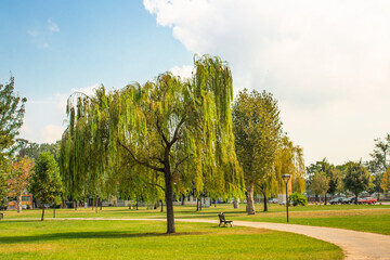 A tranquil summer day in Sakarya CityPark with lush willow trees and open spaces