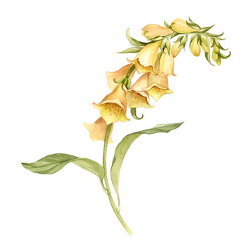 yellow foxglove watercolor botanical study clip art preview