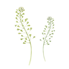 Shepherd's Purse or Capsella plant watercolor illustration