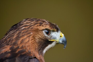 The Red-Tailed Hawk (Buteo jamaicensis).