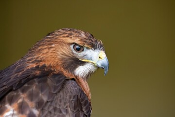 Naklejka premium The Red-Tailed Hawk (Buteo jamaicensis).