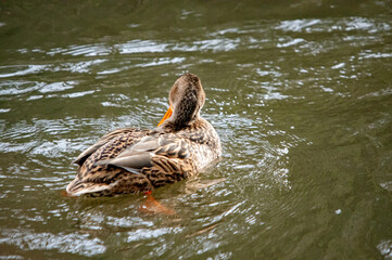 Stockente schwimmt im braunen Wasser