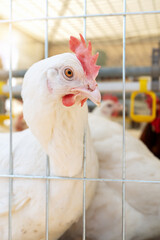 Portrait of a Dekalb White hen in a poultry farm.