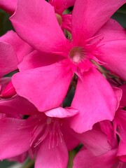 Nerium oleander vibrant pink blossoms in full bloom